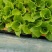 基地供应大量生菜幼苗根系发达生菜苗整盘生菜苗