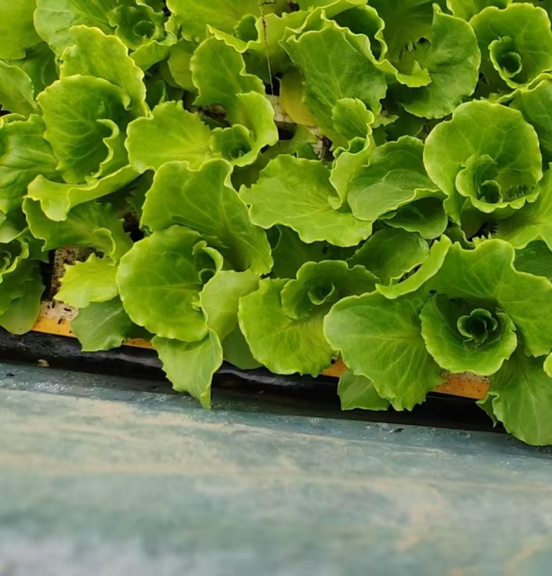 基地供应大量生菜幼苗根系发达生菜苗整盘生菜苗
