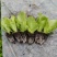 基地供应大量生菜幼苗根系发达生菜苗整盘生菜苗