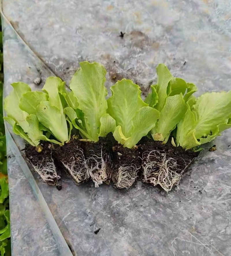 基地供应大量生菜幼苗根系发达生菜苗整盘生菜苗