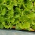 基地供应大量生菜幼苗根系发达生菜苗整盘生菜苗