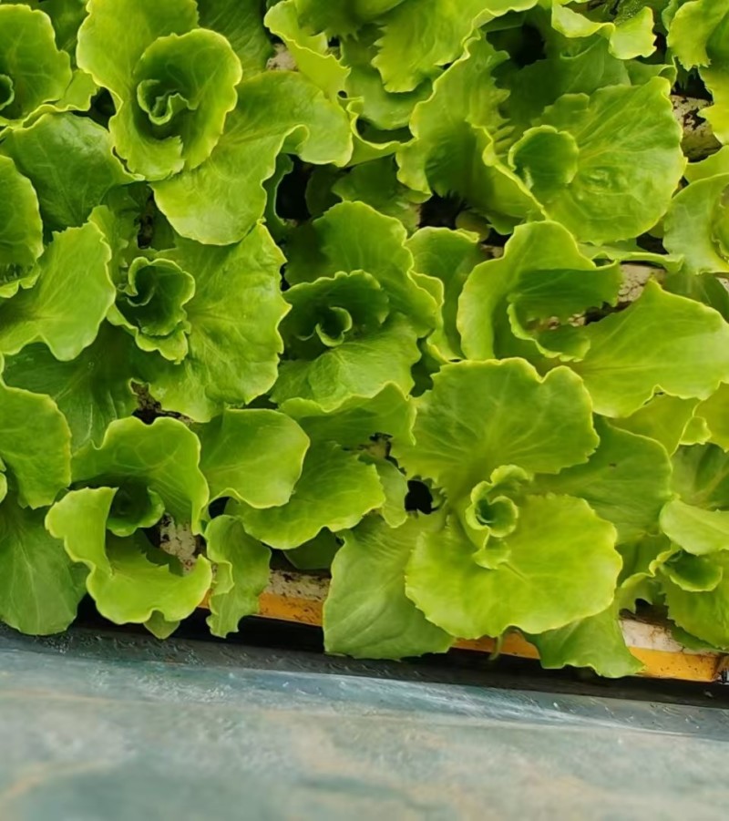 基地供应大量生菜幼苗根系发达生菜苗整盘生菜苗