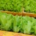基地供应大量生菜幼苗根系发达生菜苗整盘生菜苗