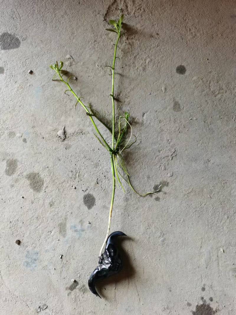 菱角水红菱产地直销量大质优价格优惠一手货源欢迎咨询