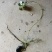 菱角水红菱产地直销量大质优价格优惠一手货源欢迎咨询