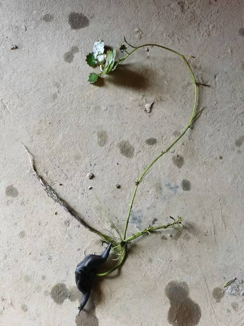 菱角水红菱产地直销量大质优价格优惠一手货源欢迎咨询