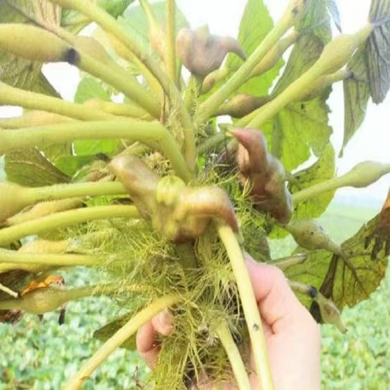 菱角水红菱产地直销量大质优价格优惠一手货源欢迎咨询