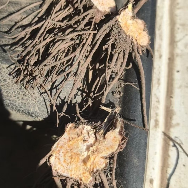 【苍术苗】北苍术朱砂点一年苗现起现发可发样品量大自家苗圃