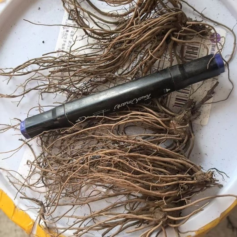 【苍术苗】北苍术朱砂点一年苗现起现发可发样品量大自家苗圃