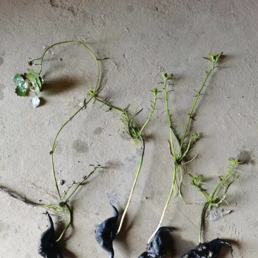 菱角种苗青菱角种苗红菱角水红菱保质保量价格优惠