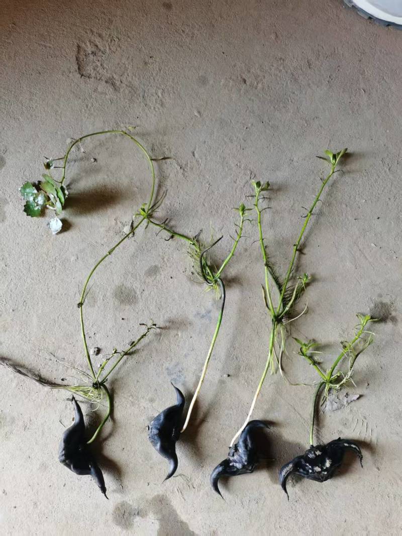 菱角种苗青菱角种苗红菱角水红菱保质保量价格优惠