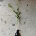菱角种苗青菱角种苗红菱角水红菱保质保量价格优惠