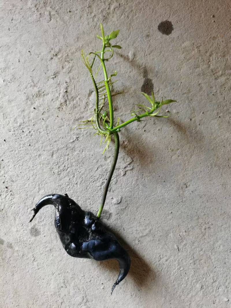 菱角种苗青菱角种苗红菱角水红菱保质保量价格优惠