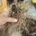 北苍术朱砂点三年苗大量可免费提供样品一斤35棵