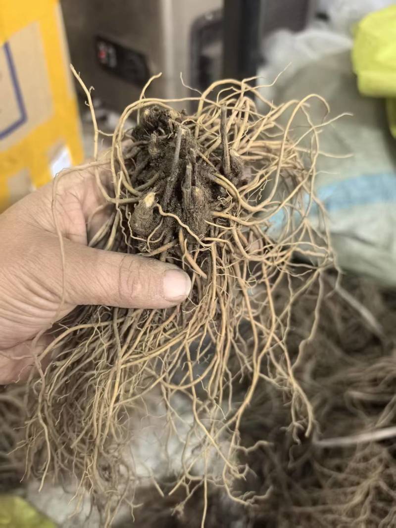 北苍术朱砂点三年苗大量可免费提供样品一斤35棵