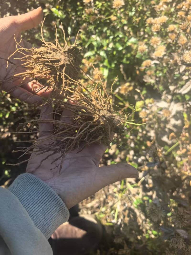 北苍术朱砂点三年苗大量可免费提供样品一斤35棵