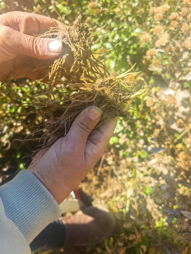 北苍术朱砂点三年苗大量可免费提供样品一斤35棵