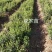 北苍术朱砂点三年苗大量可免费提供样品一斤35棵