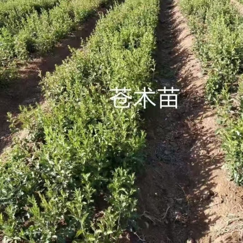 北苍术朱砂点三年苗大量可免费提供样品一斤35棵