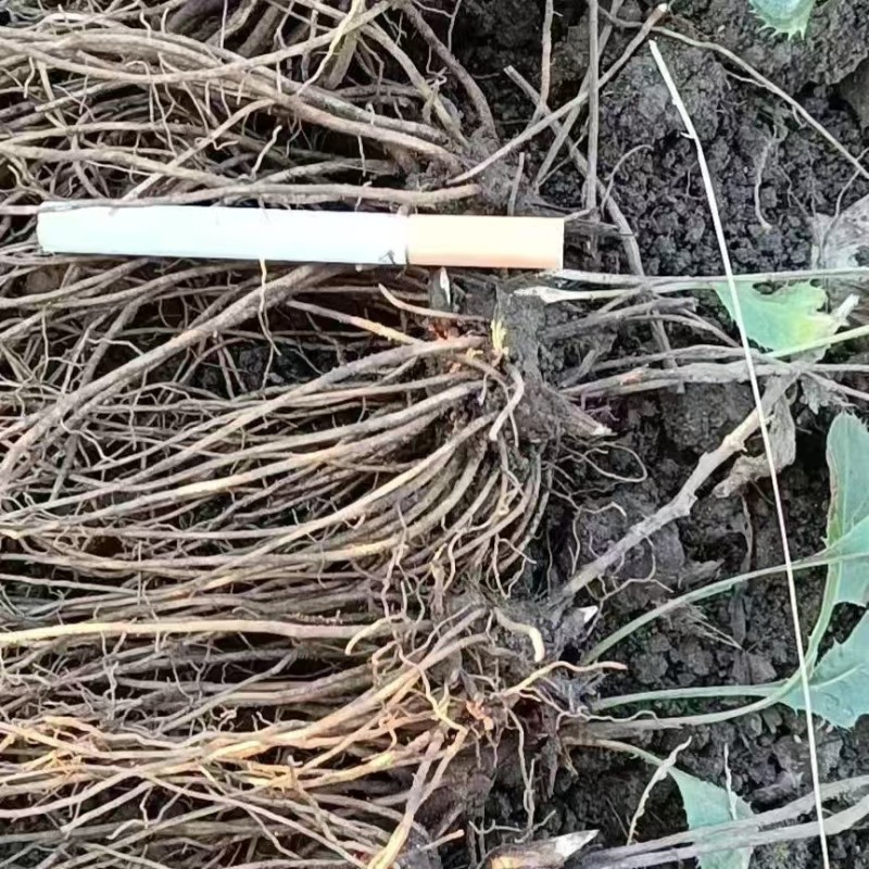北苍术朱砂点三年苗大量可免费提供样品一斤35棵