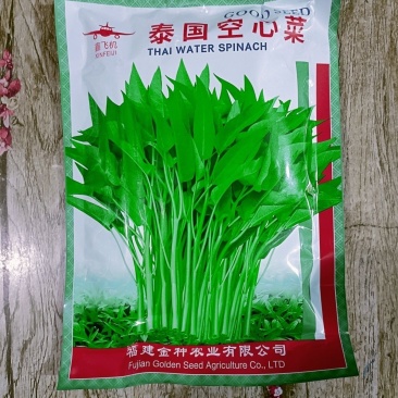 泰国空心菜种子竹叶空心菜种子25天采收旱地水地皆宜