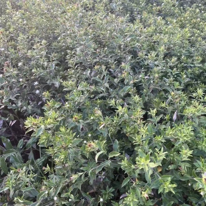 北苍术朱砂点一年苗二年苗三年苗免费提供样品全国接单按需分