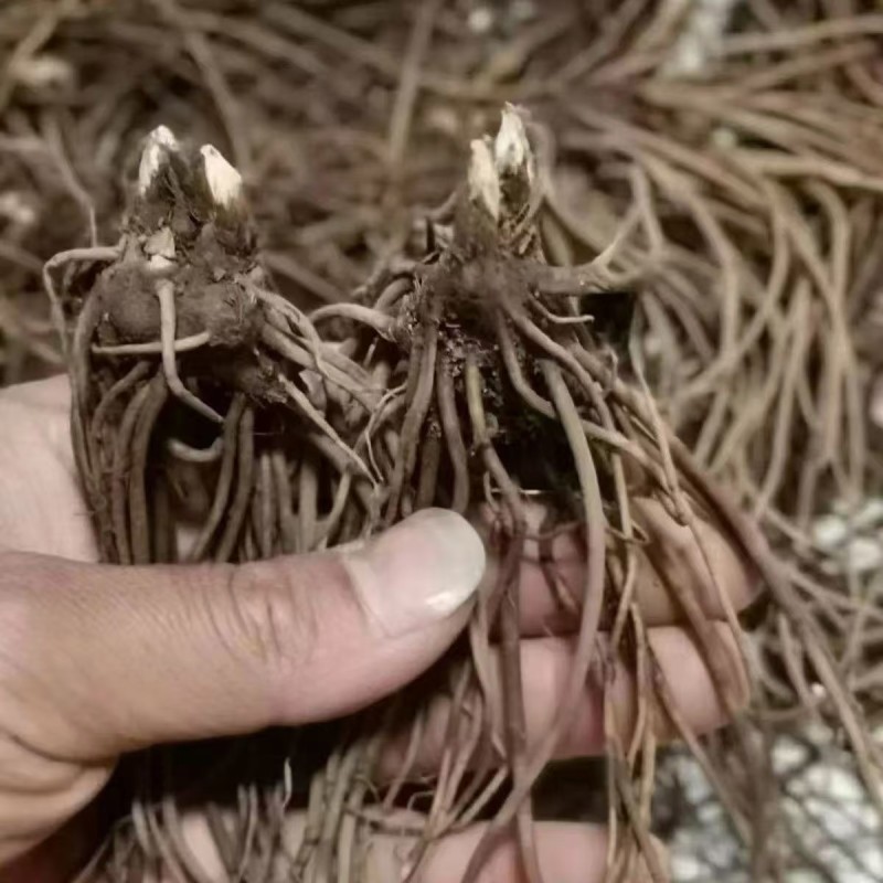 北苍术朱砂点一年苗二年苗三年苗免费提供样品全国接单按需分