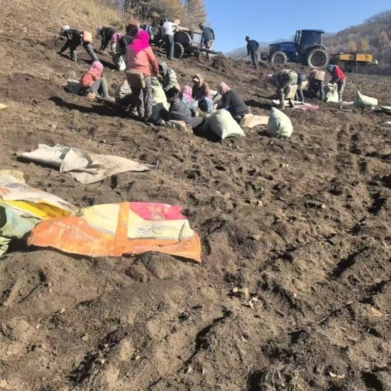 北苍术朱砂点一年苗二年苗三年苗免费提供样品全国接单按需分