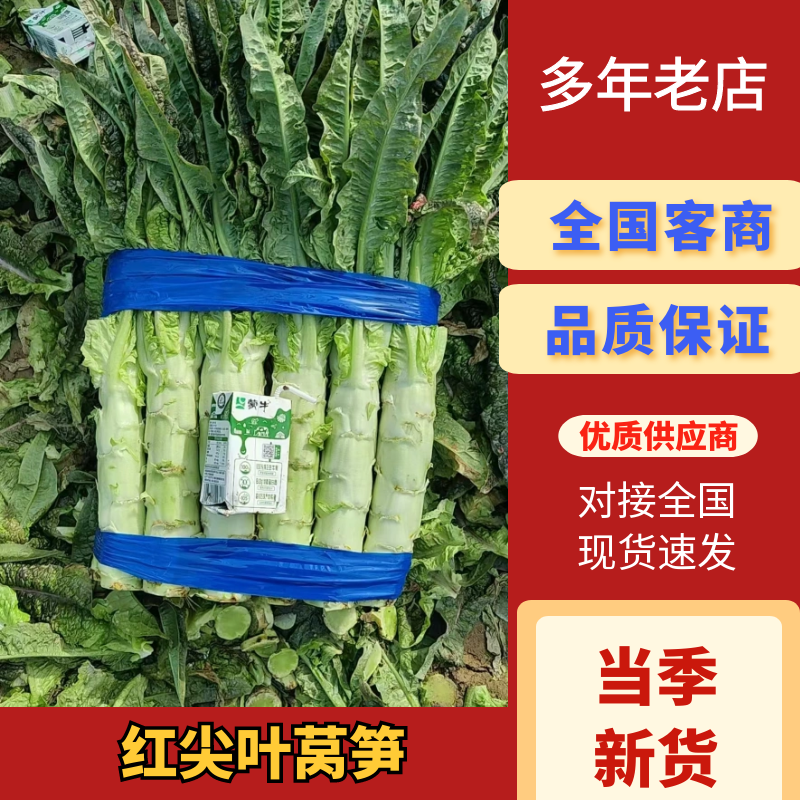 红尖叶莴苣安徽莴笋产地直发品质保障视频看货对接全国