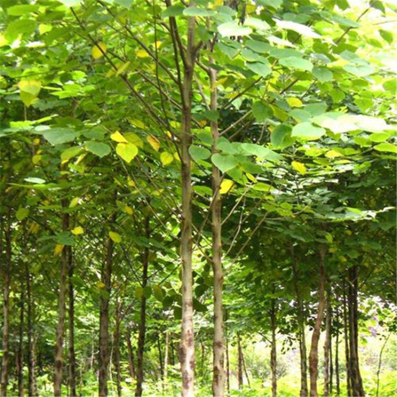 批发种子构树苗荒山矿山复绿化杂交构树1-20com构树