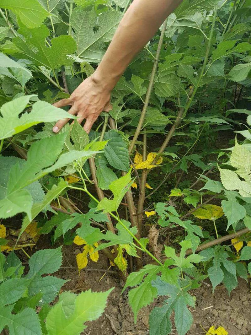 批发种子构树苗荒山矿山复绿化杂交构树1-20com构树