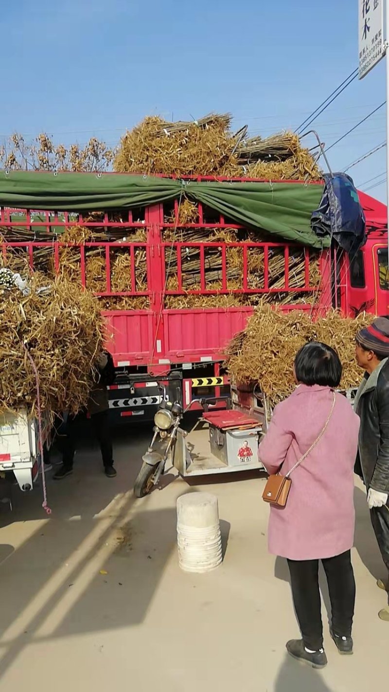 批发种子构树苗荒山矿山复绿化杂交构树1-20com构树