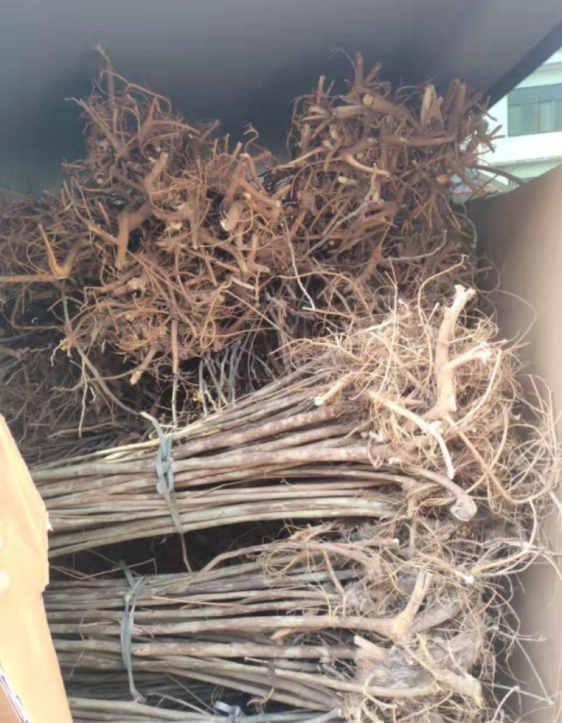 批发种子构树苗荒山矿山复绿化杂交构树1-20com构树