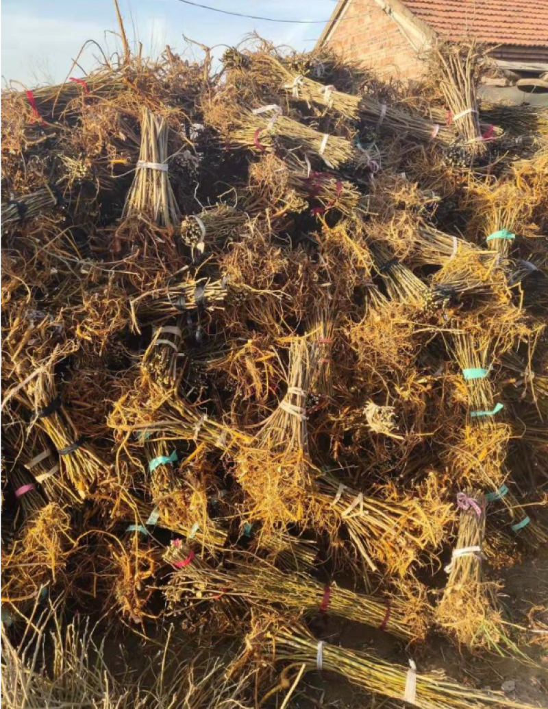 批发种子构树苗荒山矿山复绿化杂交构树1-20com构树