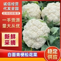 白面青梗松花菜，散花菜大量上市需要的老板联系