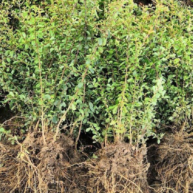 基地火棘批发火棘球各种规格火棘低价直发销售