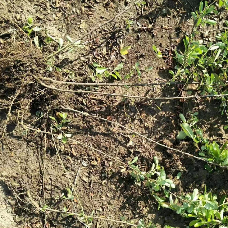 基地火棘批发火棘球各种规格火棘低价直发销售