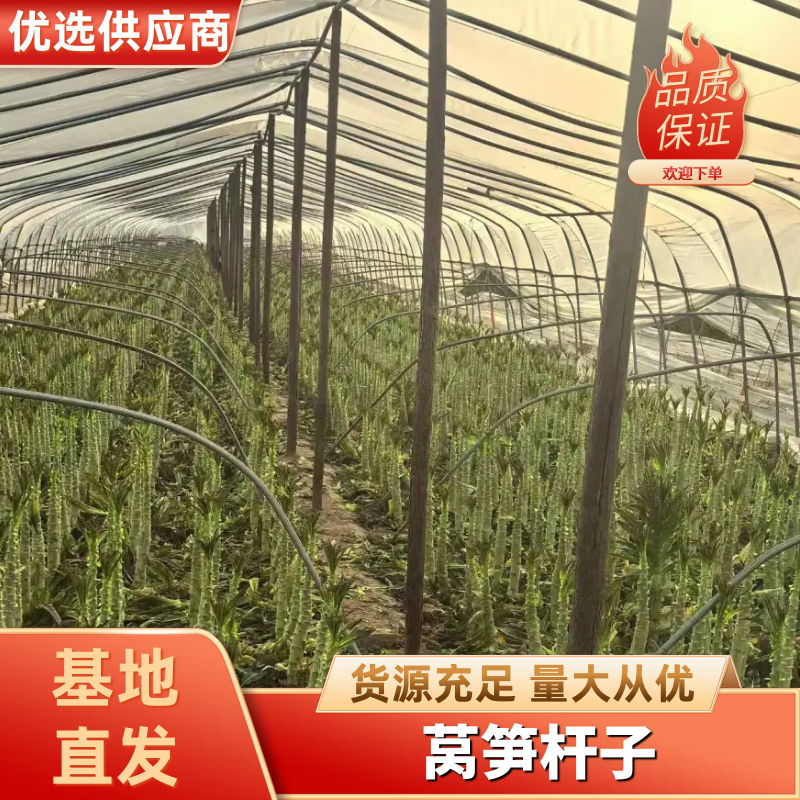 莴笋杆子原产地莴苣支持视频看货品质保障对接全国