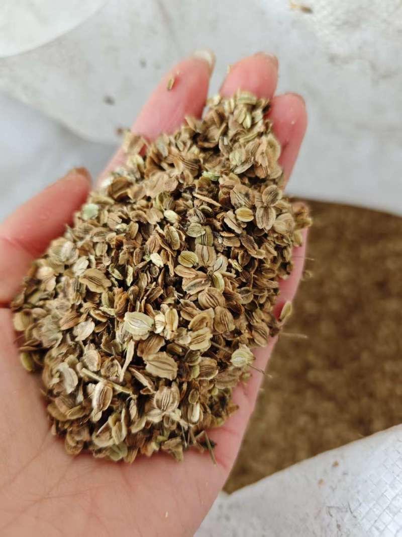 纯两年的白芷种子量大价优规格齐全欢迎来电洽谈合作