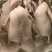 鹅肉二光鹅鲜货冻货整鹅规格齐全光鹅烧腊专用欢迎