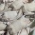 鹅肉二光鹅鲜货冻货整鹅规格齐全光鹅烧腊专用欢迎