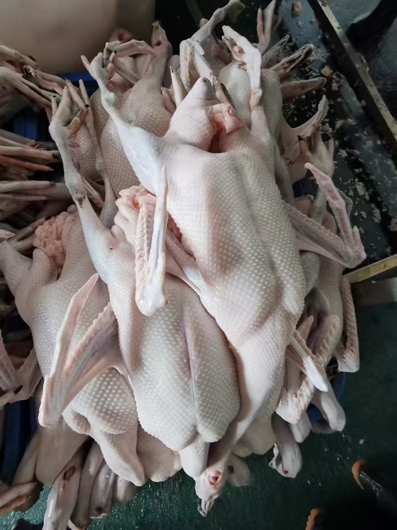 【鹅肉】广东黑棕鹅厂家直销欢迎各大老板咨询采购