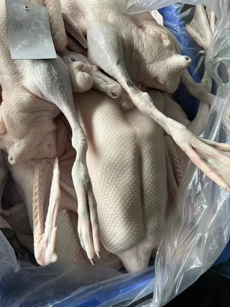 【鹅肉】广东黑棕鹅厂家直销欢迎各大老板咨询采购