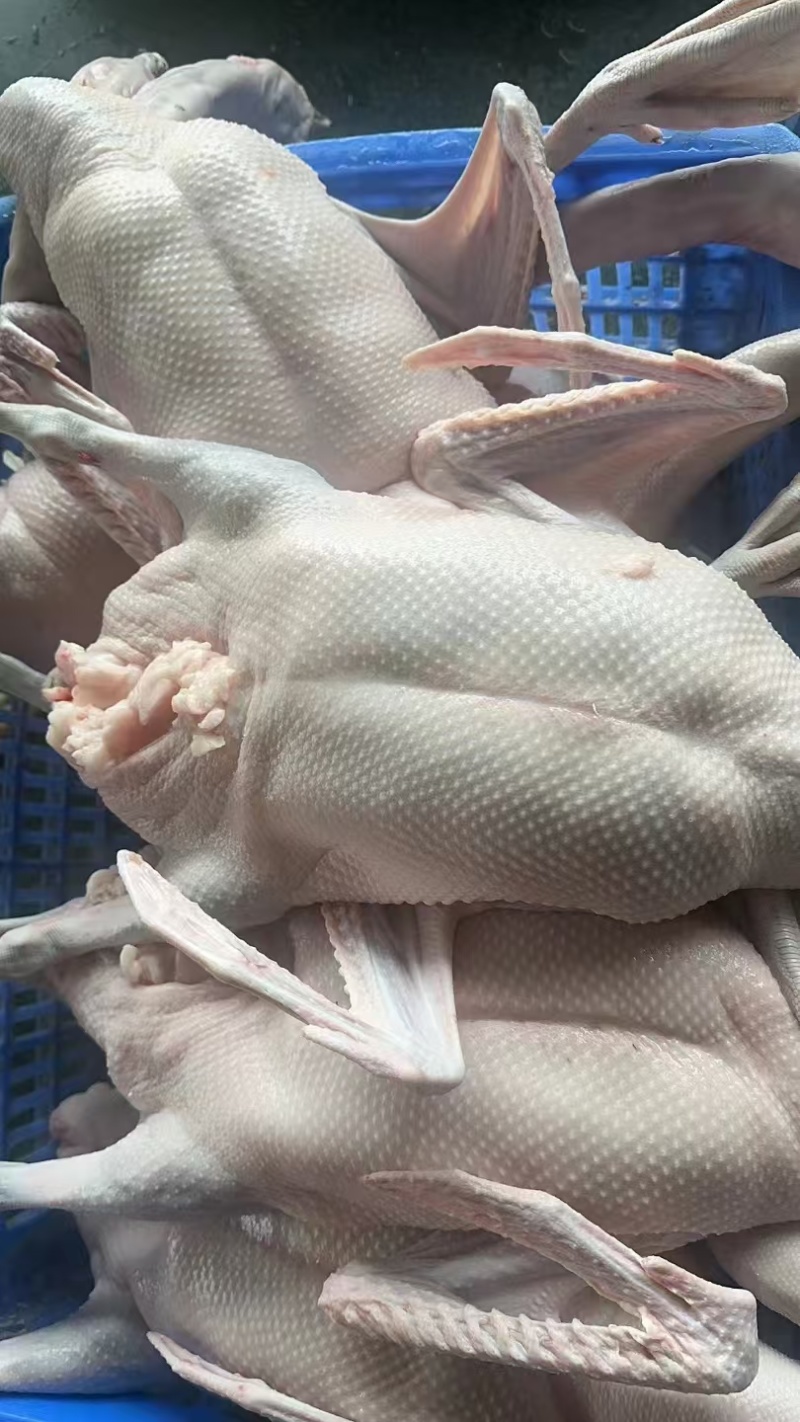 【鹅肉】广东黑棕鹅厂家直销欢迎各大老板咨询采购