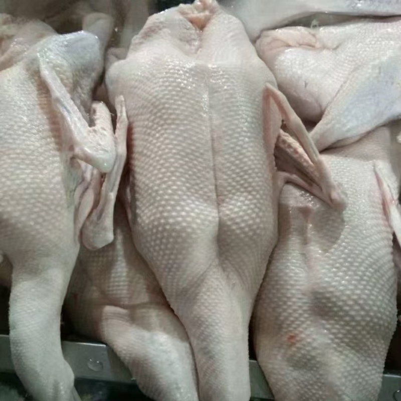 【鹅肉】广东黑棕鹅厂家直销欢迎各大老板咨询采购