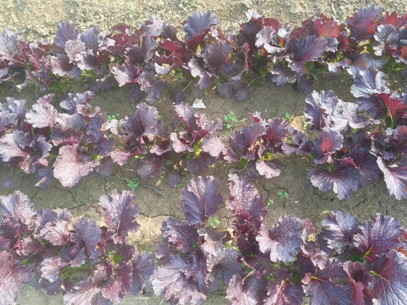 绚丽2099紫芥菜种子淡淡清香耐热水晶菜种子叶苔兼用