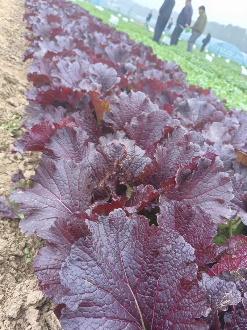 绚丽2099紫芥菜种子淡淡清香耐热水晶菜种子叶苔兼用