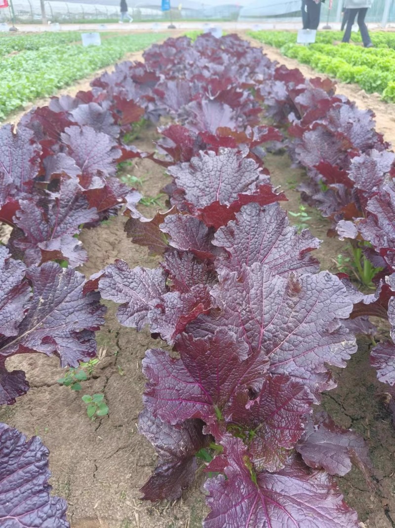 绚丽2099紫芥菜种子淡淡清香耐热水晶菜种子叶苔兼用