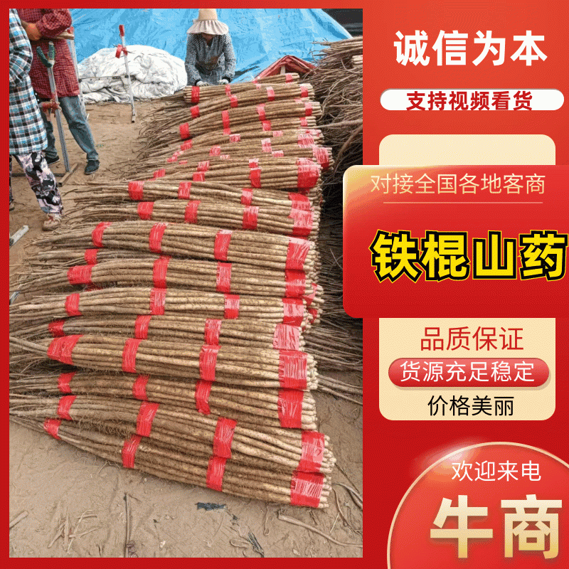 【特优】河北精选铁棍山药规格齐全资源交流对接商超欢迎