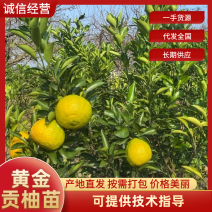 黄金贡柚苗大量供应基地直发，规格齐全，欢迎咨询。